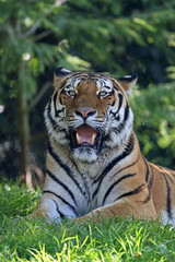 Fototapeta na wymiar Tiger liegend