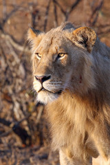 African Lion