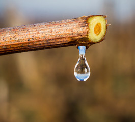 montée de sève dans la vigne
