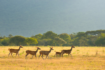 Fototapeta na wymiar Group of running young deer on a background of green shrouds at sunset