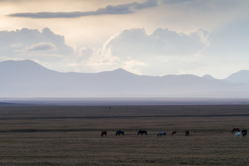 Fototapeta na wymiar Wild horses near Song Kul Lake in Kyrgyzstan