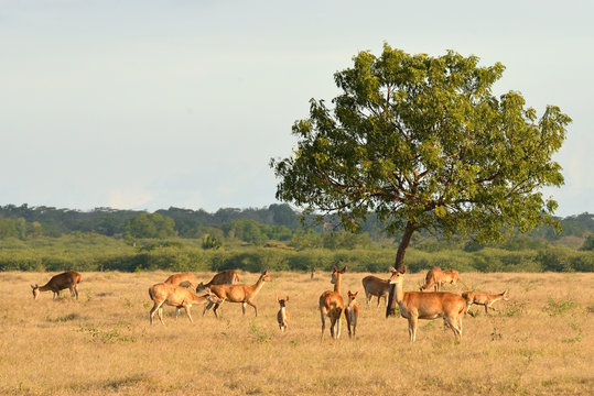 Fototapeta Group of deer in the Baluran National Park located in East Java, Indonesia