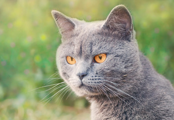 Naklejka na ściany i meble The British Shorthair cat with blue gray fur.