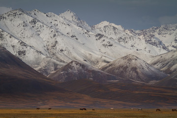 Fototapeta na wymiar Wild horses near Chatyr Kul Lake in Kyrgyzstan