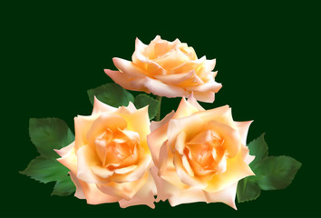 three light cream roses isolated on green