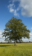Fototapeta na wymiar Powerful Oak
