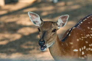 a portrait of a deer in a Zoo