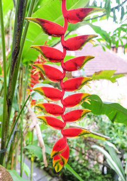 Black ants on  Heliconia tropical flower (Heliconia rostrata)