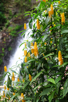 Golden shrimp flower in front of Gitgit waterfall, Indonesia