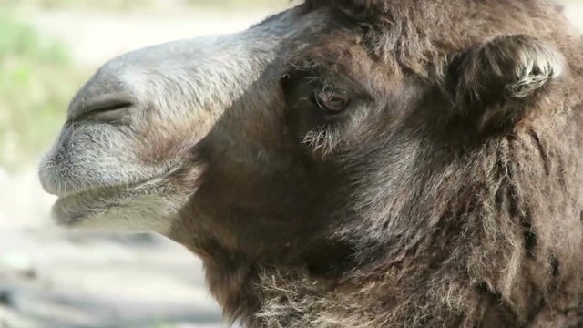 head of a camel looking, slow motion