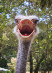 Head shot of an ostrich
