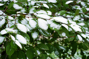 First snow on the leaves.