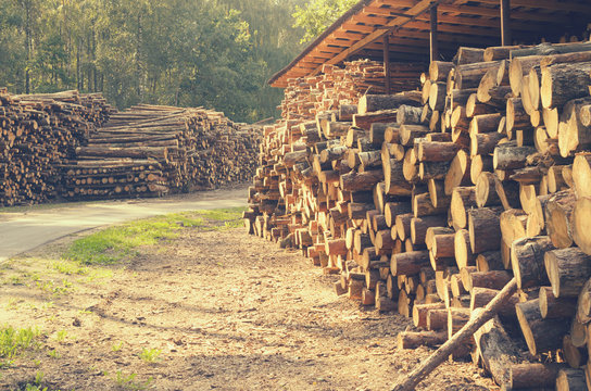 The felled logs of the trees in the sawmill are stacked.