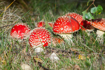 Amanita muscaria, poisonous mushroom in the grass
