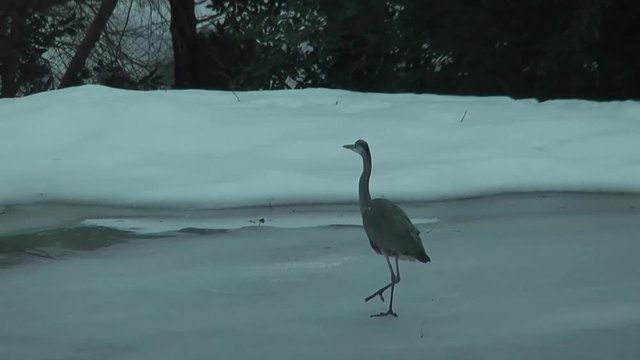Graureiher stolziert auf Zugefrorenem Teich