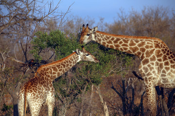 Giraffe