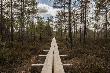 Pathway through the swamp