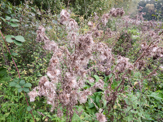 white milk thistle flower heads bunch foliage shrub