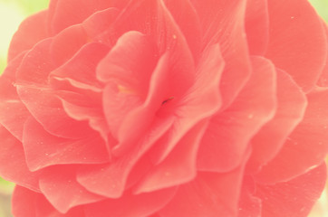 Revealed bud of red flower in different tonality close-up.