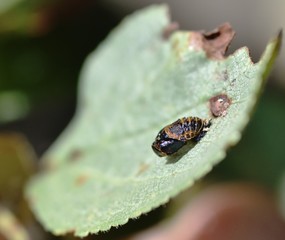 Two spotted Harlequin Ladybird Pupa