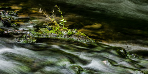 Wasserlauf im Wald