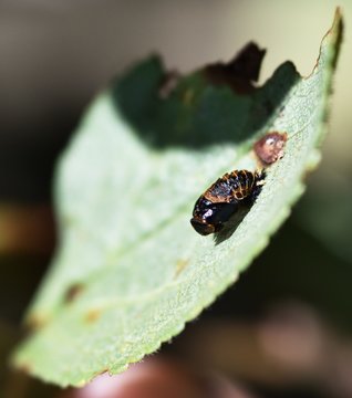 Two spotted Harlequin Ladybird Pupa