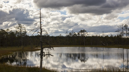 Fototapeta na wymiar Swamp lake