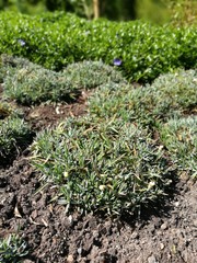 Busch / Gestr&uuml;pp