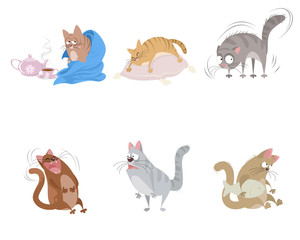 Six funny cats