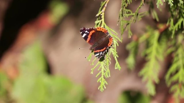 beautiful butterfly on a tree, slow motion