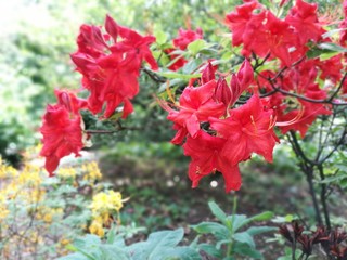 Roter Rhododendron
