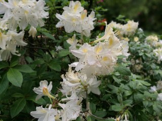 Wei&szlig;er Rhododendron