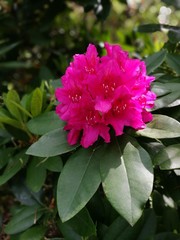 Pinker Rhododendron