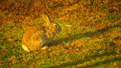 Byron Bay vibes, beaches, surf and sunsets