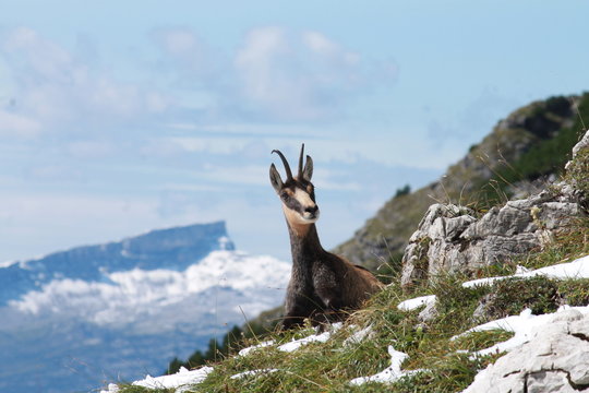 Gamswild auf dem Nebelhorn