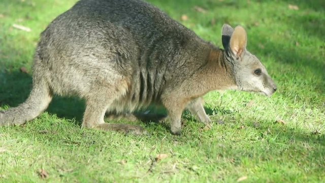 wallaby on the grass, slow motion