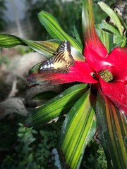 Brauner Schmetterling auf roter Blume