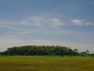 Fototapeta premium Kham Chanot is (taraw,livistona,saribus,plantae) palm forest at `Udon-Thani` province in Thailand