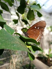 Brauner Schmetterling