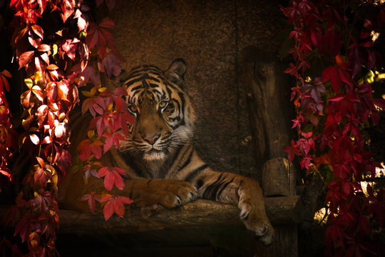 tiger look