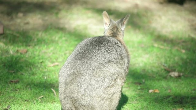 wallaby on green grass