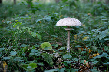 Close up of a Parasol (Macrolepiota Procera) mushroom on grass meadow.