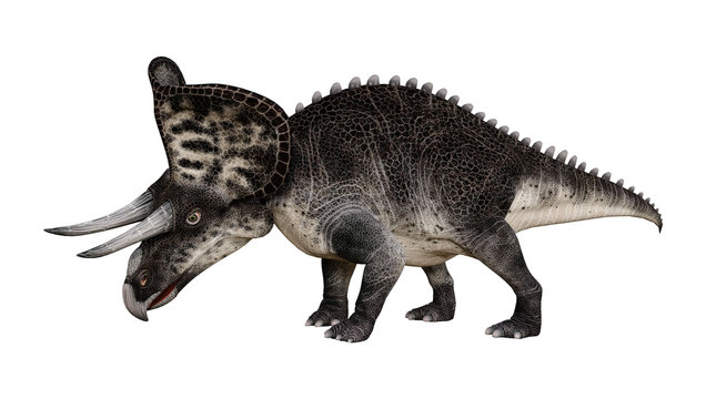 3D Rendering Dinosaur Zuniceratops on White