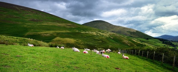 Fototapeta na wymiar Resting sheep under the fells