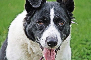 Portrait chien type border collie 