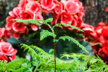 Fern and red begonia.