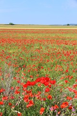 Italy poppy field - rural landscape