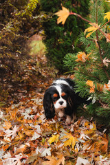 Naklejka na ściany i meble spaniel dog sitting under marple tree on the ground full of dried leaves. Late autumn in the garden
