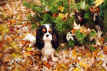 spaniel dog sitting under marple tree on the ground full of dried leaves. Late autumn in the garden