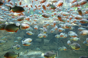 Piranhas Aquarium